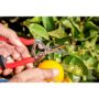 Long Curved Snips – Corona – 1 3/4″